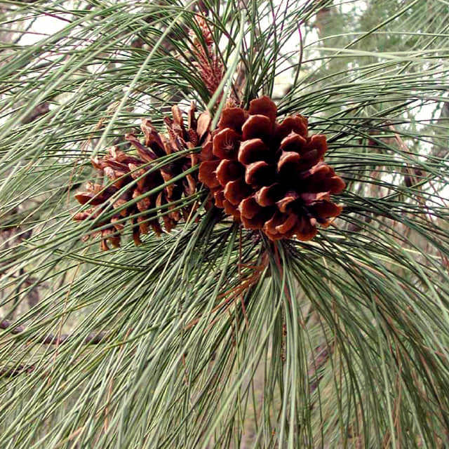 Pinus ponderosa