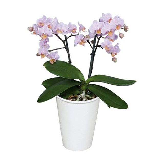 Phalaenopsis Santos