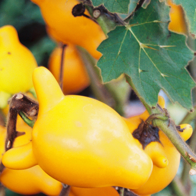 Solanum mammosum