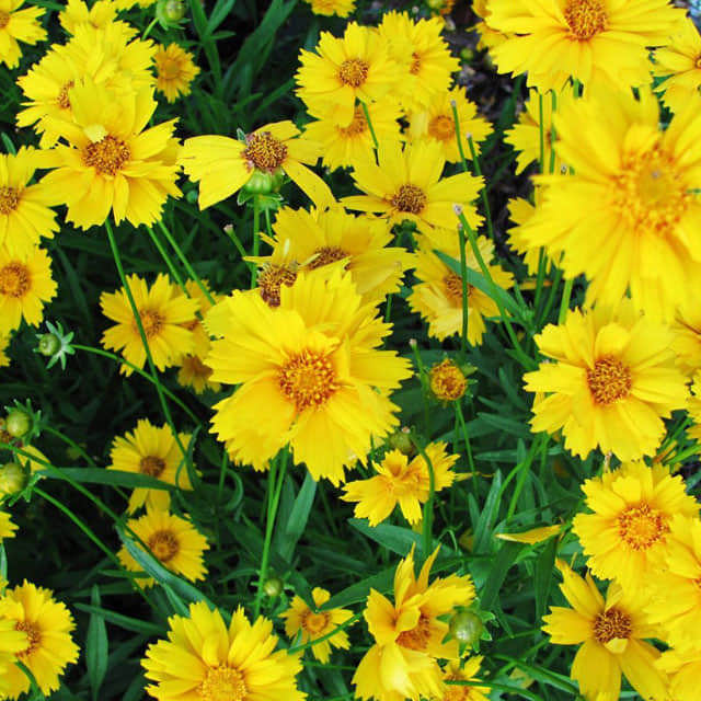 Coreopsis verticillata