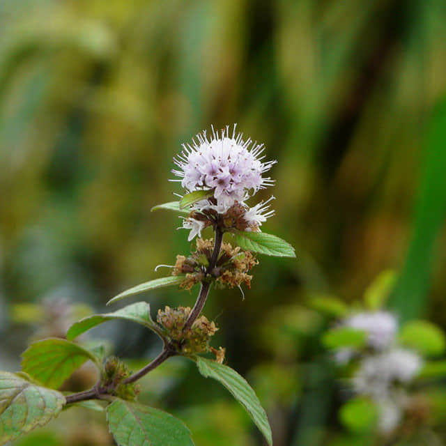 Mentha aquatica