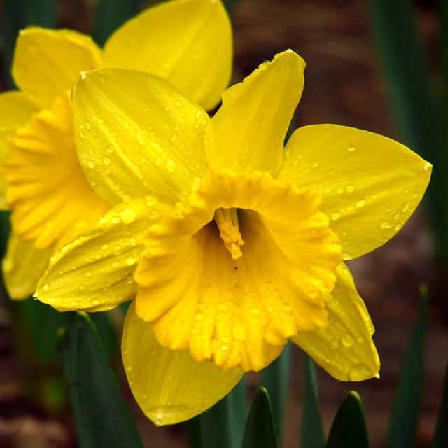 Narcissus pseudonarcissus