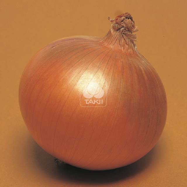 Onion Galatea F1