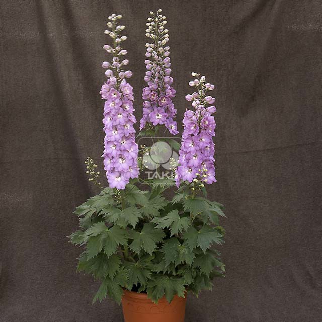 Delphinium Centurion F1 Rose