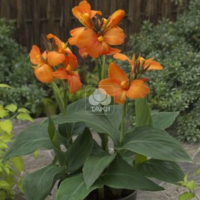 Canna Orange Shades