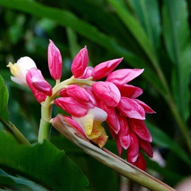 Hedychium coronarium