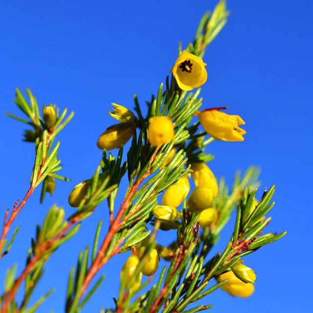 Erica campanularis