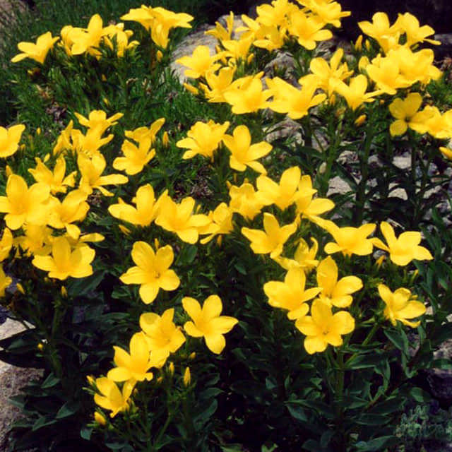 Linum flavum