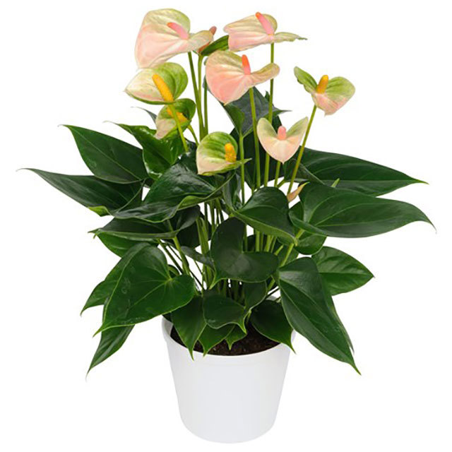 Anthurium andraeanum Leganza Sticky Leaves