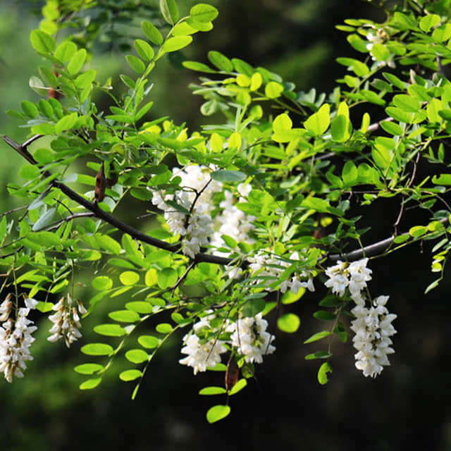 Sophora japonica