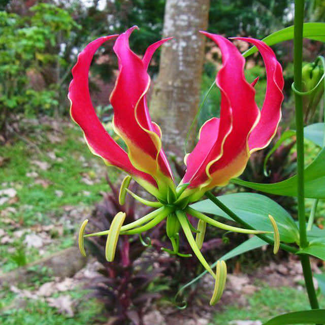 Gloriosa superba