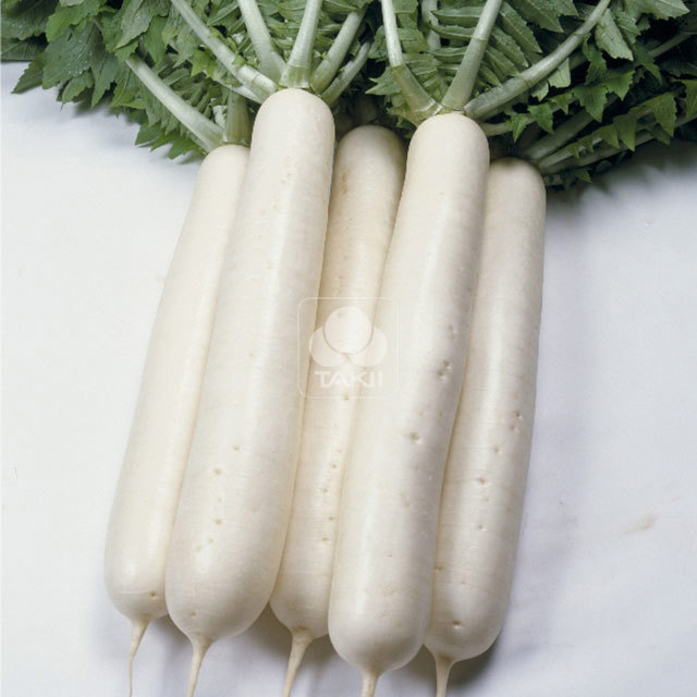 Radish Tama Winter F1 Tiny Black Flies