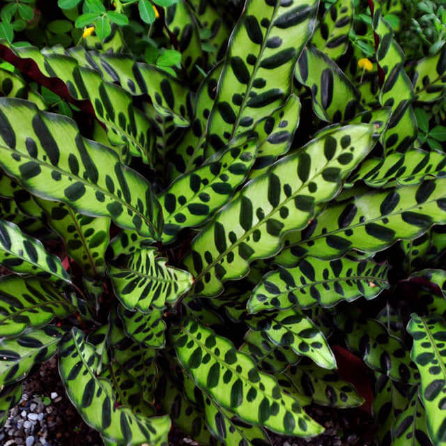 Calathea insignis