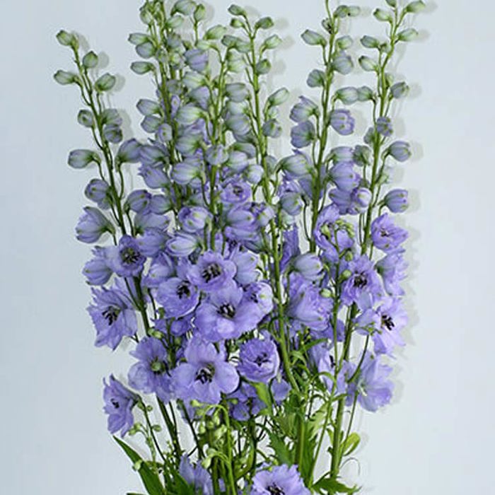 Delphinium Delphis Starlight White Powder