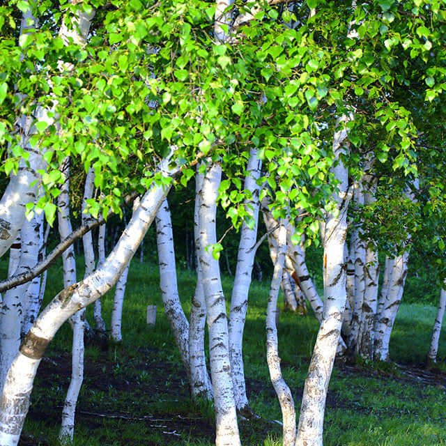 Betula
