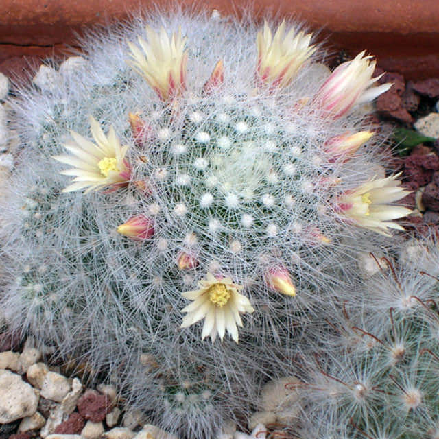 Mammillaria schwarzii White Cottony Spots