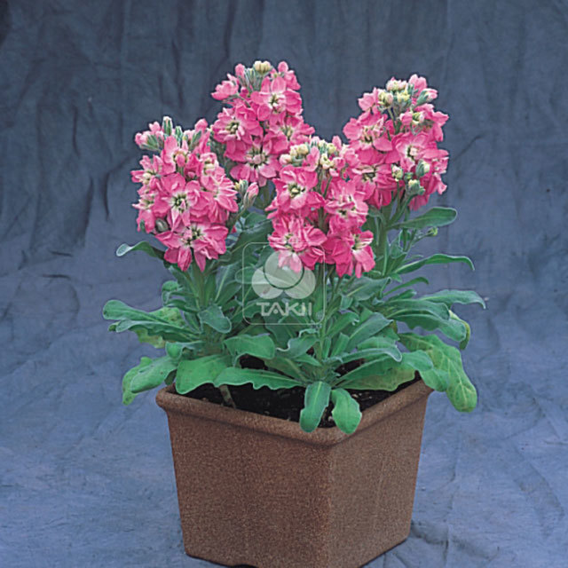 Matthiola incana Cinderella Pink