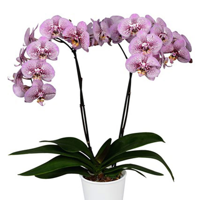 Phalaenopsis Andorra Tiny Black Flies