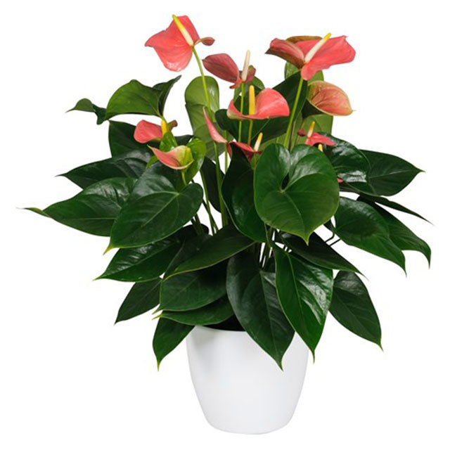 Anthurium andraeanum Amis