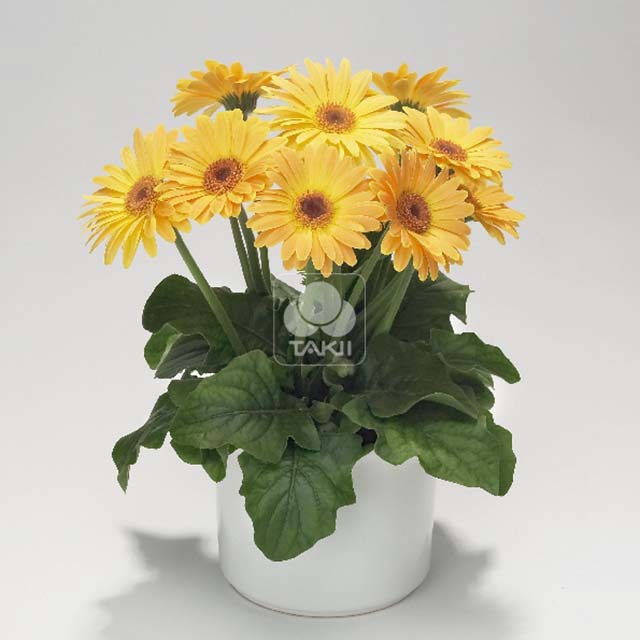 Gerbera Jamesonii Royal Mini golden orange Sticky Leaves