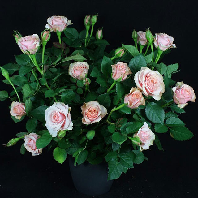 Mini Rose Tundra Ovation Fine Webbing