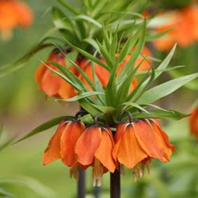 Fritillaria Aurora