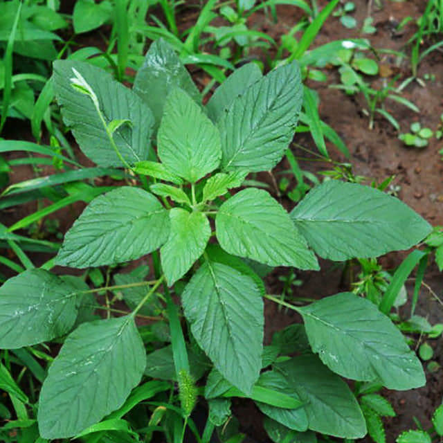 Amaranthus retroflexus