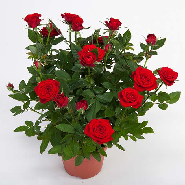 Mini Rose Sweet Star Fine Webbing