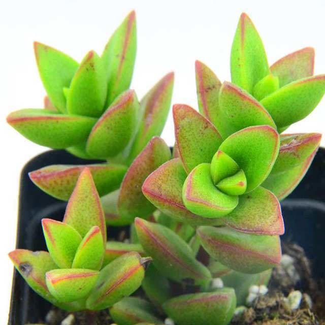 Crassula Pagoda Rupestris