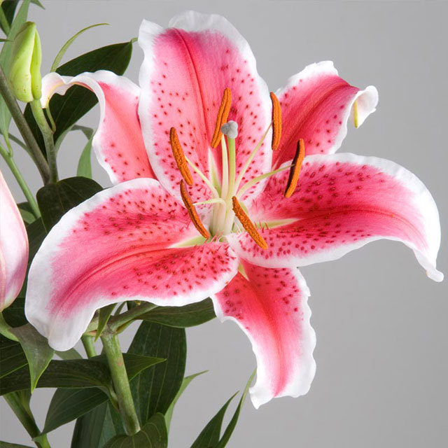 Lilium Starfighter Drooping Leaves