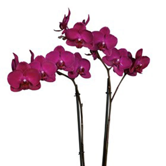 Phalaenopsis Bordeaux White Powder