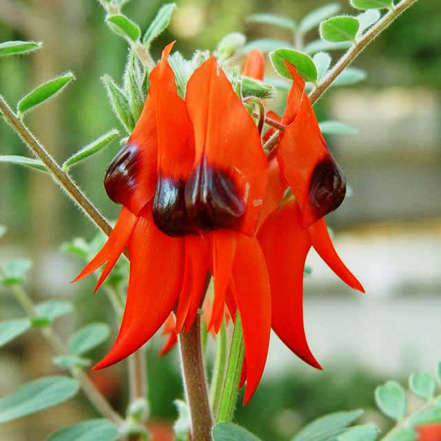 Clianthus puniceus
