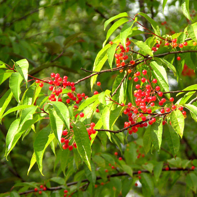 Prunus pensylvanica