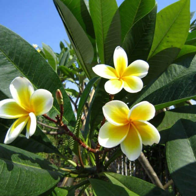 Plumeria rubra acutifolia