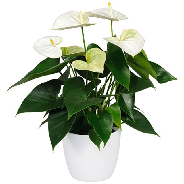 Anthurium andraeanum Samora