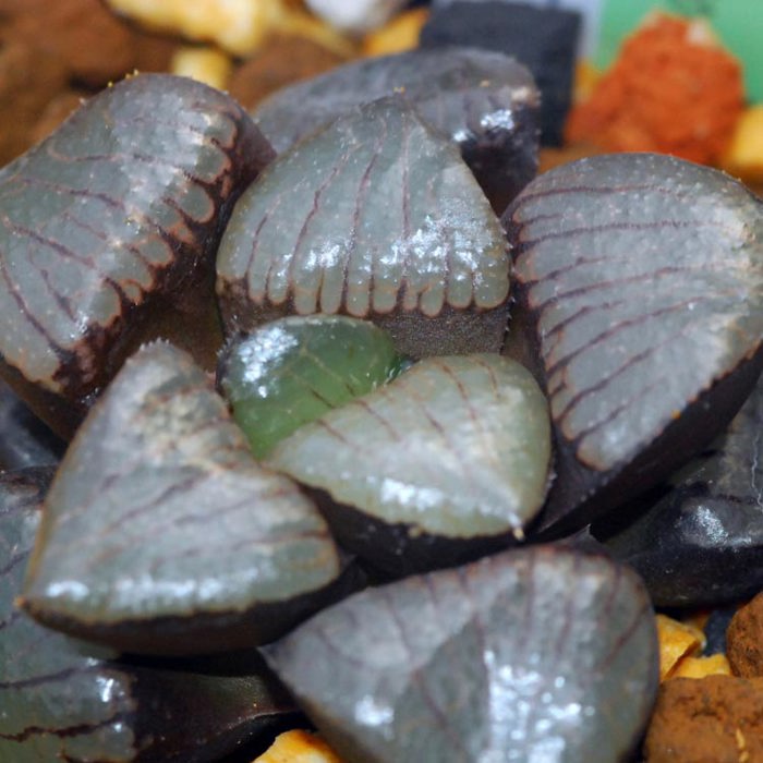 Haworthia retusa riyuetan Sticky Leaves