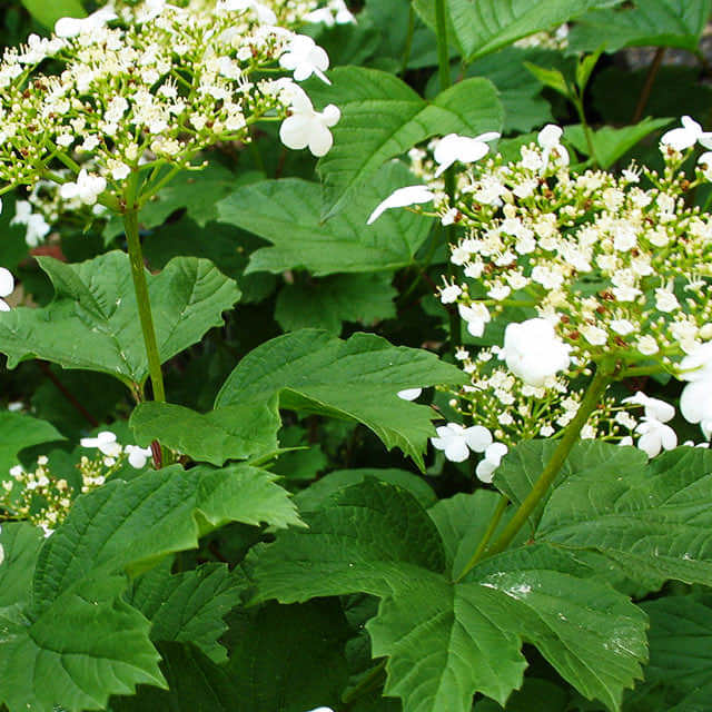 Viburnum trilobum