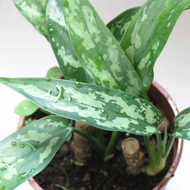 Aglaonema commutatum Silver Queen