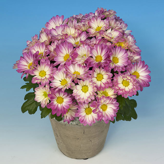 Chrysanthemum Tinga Fine Webbing