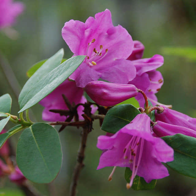 Rhododendron oreotrephes Fine Webbing
