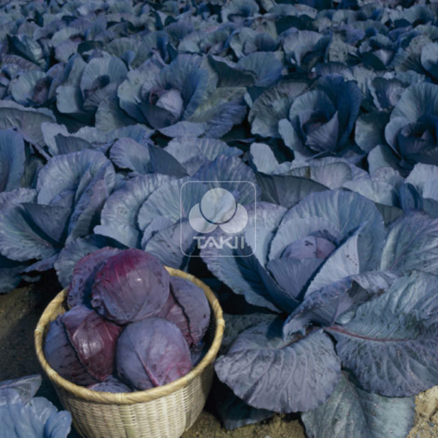 Red Cabbage Ruby Perfection F1 White Powder