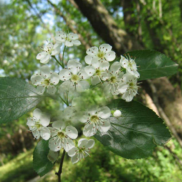 Malus yunnanensis White Powder