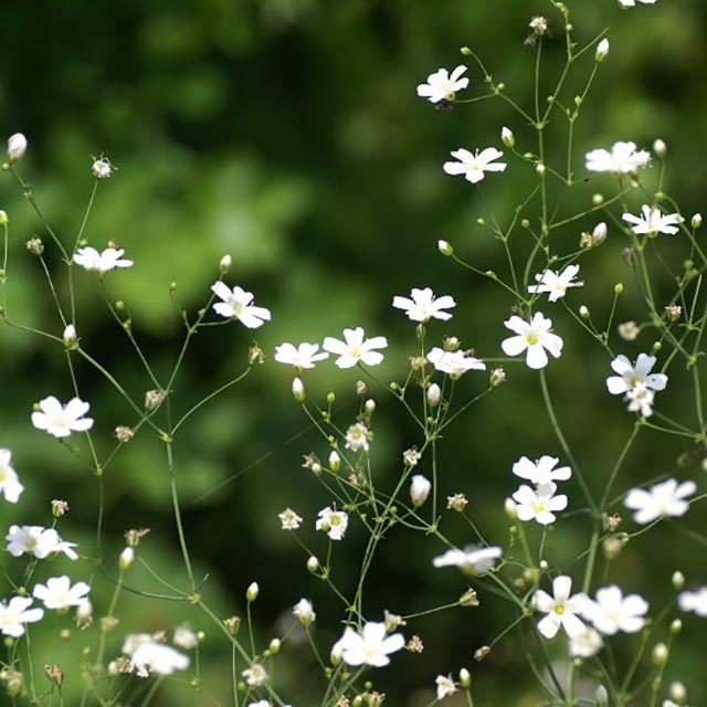 Gypsophila paniculata