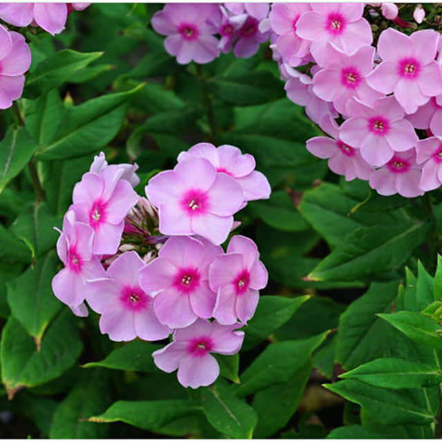 Phlox paniculata