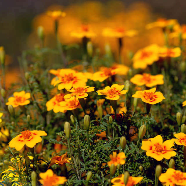 Tagetes tenuifolia Golden Gem White Powder