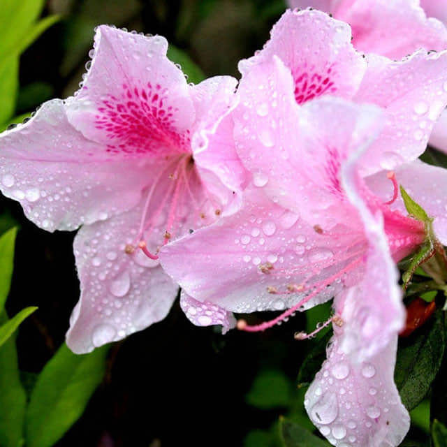 Rhododendron periclymenoides Fine Webbing