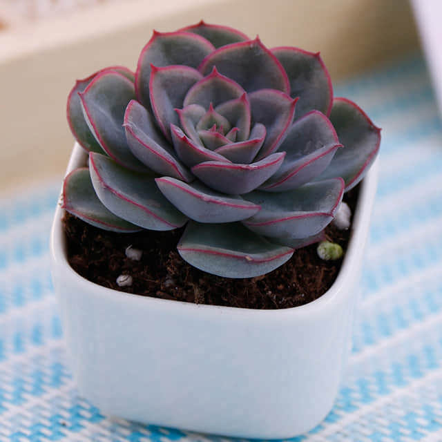 Echeveria Orion Fine Webbing