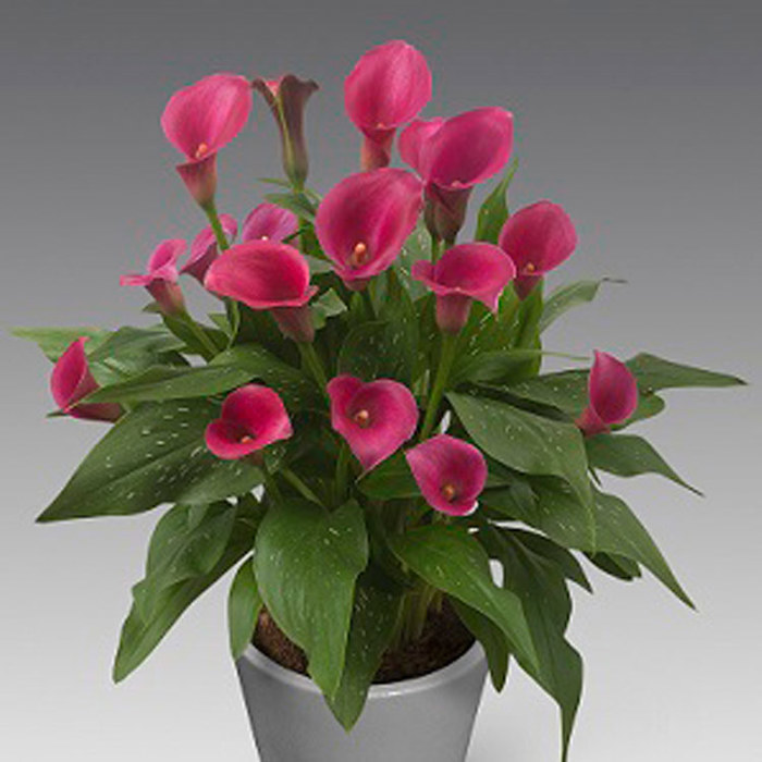 Zantedeschia Captain Cheerio Leggy Stems