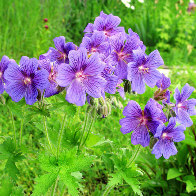 Geranium clarkei