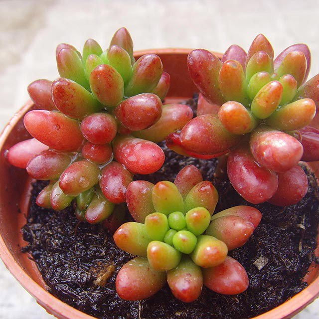 Sedum rubrotinctum Leggy Stems